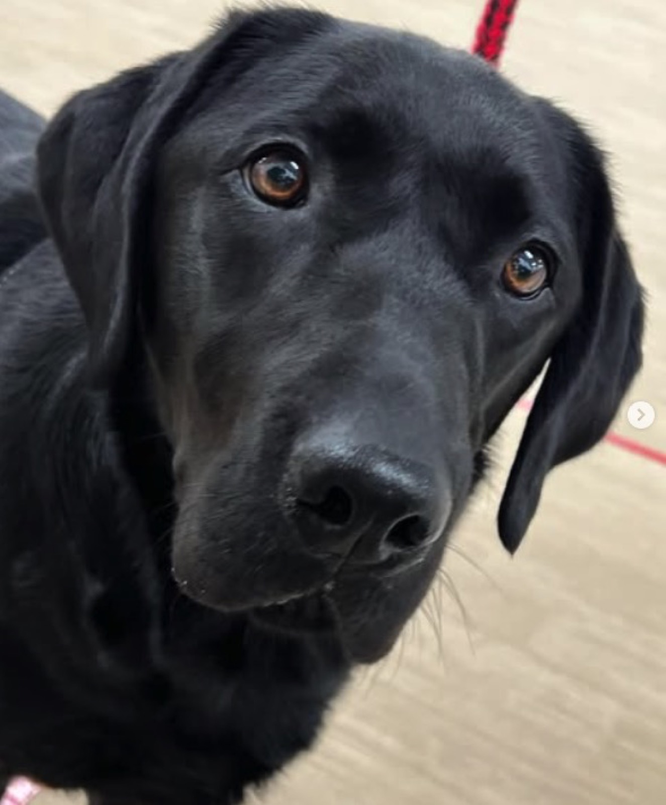 トリミング学科